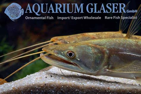 Wallago attu - Aquarium Glaser GmbH