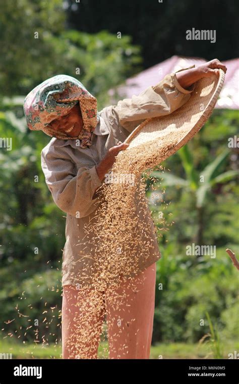 rice farmer harvesting season Stock Photo - Alamy