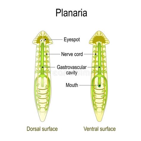 Planaria Nervous System Stock Illustrations – 23 Planaria Nervous System Stock Illustrations ...