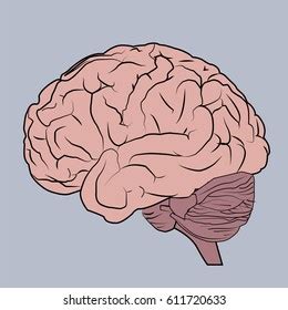 Brain Anatomy Human Side View Vector: vector de stock (libre de ...