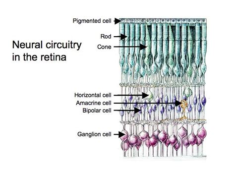 Perception Lecture Notes: The Retina