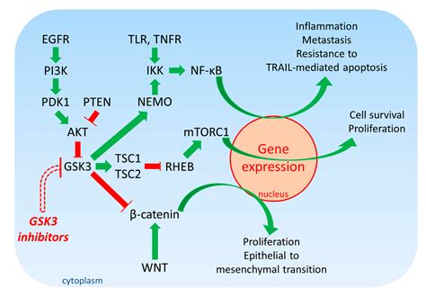 Cells | Free Full-Text | Targeting GSK3 and Associated Signaling Pathways Involved in Cancer