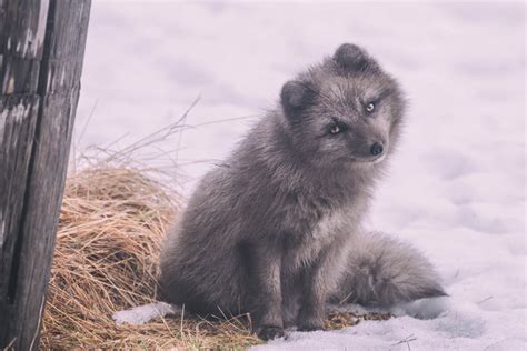 The Arctic Fox in Iceland