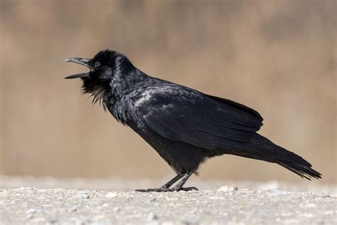 10 Fun Facts About the American Crow | Focusing on Wildlife