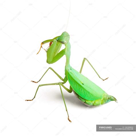 Pregnant female Praying mantis — taumantis sigiana, zoology - Stock ...