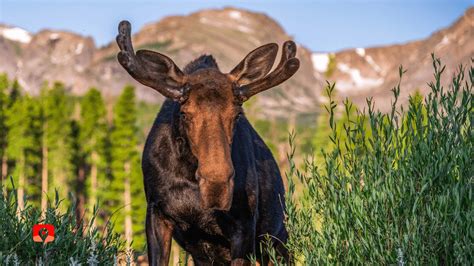 Wildlife in Rocky Mountain National Park | GyPSy Guide