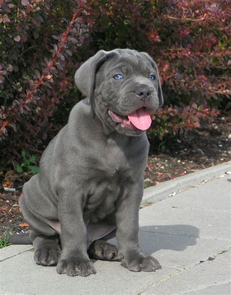 55+ Blue Grey Cane Corso Puppies - l2sanpiero