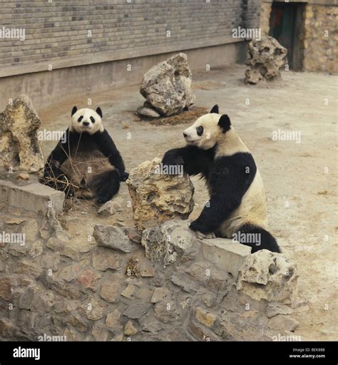 Pandas in their enclosure in Beijing Zoo, Beijing, China Stock Photo ...