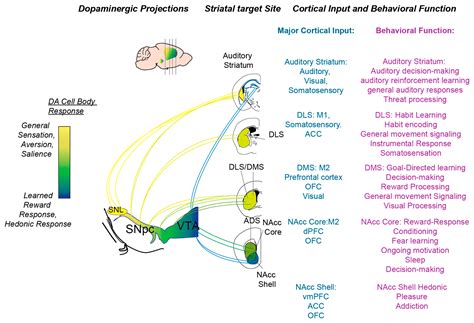 Dorsal Striatum