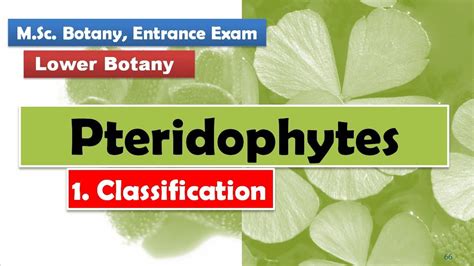 Classification | Pteridophytes - YouTube