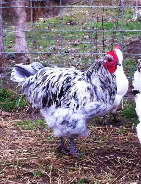 Splash australorp rooster | Chickens backyard, Rooster, Animal wallpaper