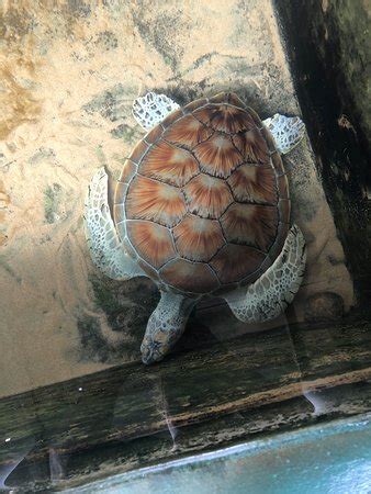 Turtle Hatchery Hikkaduwa - 2019 All You Need to Know BEFORE You Go (with Photos) - TripAdvisor