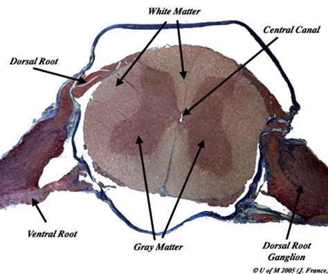 Spinal Nerve Cross Section Slide
