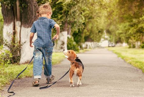 boy-walking-dog-on-lead-1920 - Baldivis Vet Hospital