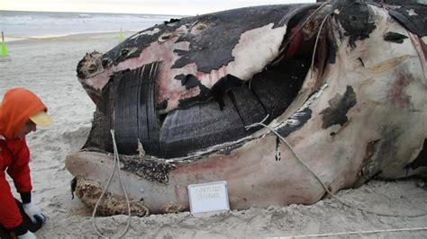 Scientists Set Record Straight on Right Whale Risk in Maine