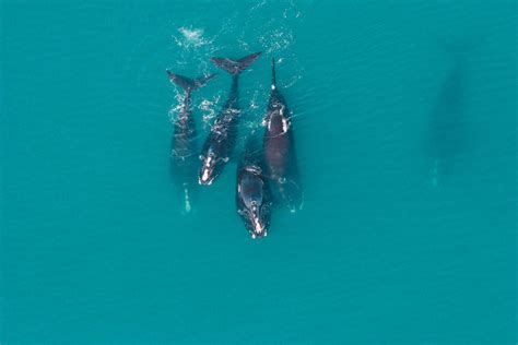 Right Whale Research - Clearwater Marine Aquarium