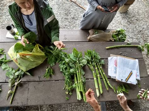 Japanese Knotweed: Edible, Medicinal, Invasive! – Philadelphia Orchard ...