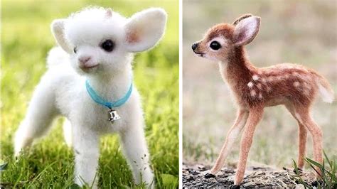 Top 10 Cutest Animals On Earth