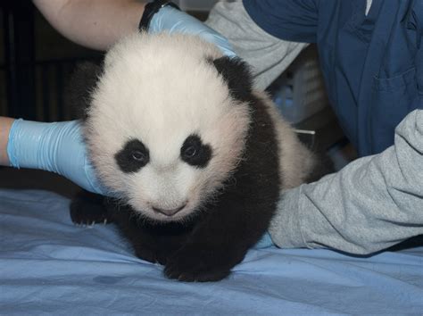National Zoo's baby panda gets a name - CBS News
