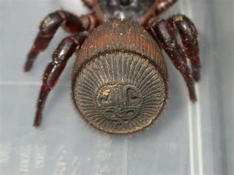 Can you believe that this the back of a real spider? what a curious ...