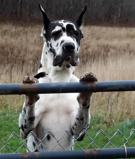 Standing Dog Photograph by Michael Sokalski