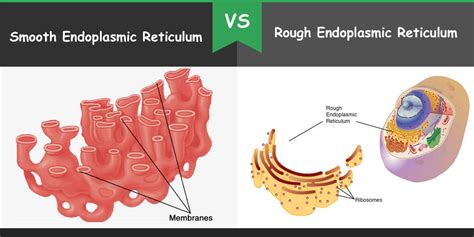 Examples of endoplasmic reticulum