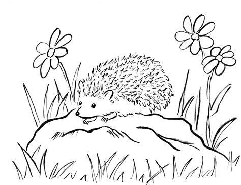 Hedgehog Coloring Page - Art Starts