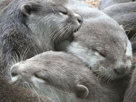 Pin on Otters ️