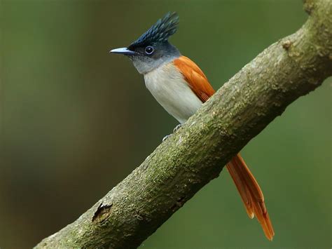 Flycatcher Wallpapers - Wallpaper Cave