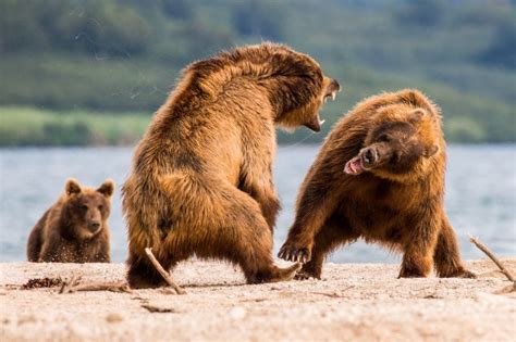 Amazing: I'm a 'bear-y' angry bear! Amazing pictures of two Kamchatka brown ...