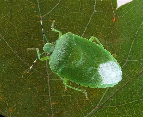 Family Pentatomidae – ENT 425 – General Entomology