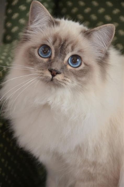 Birman Cats For Sale | Birmingham, AL #153525 | Petzlover