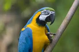 Tropical and Exotic Bird Facts for Kids