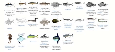 Ray-Finned Fish | Encyclopedia MDPI