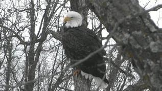 Live Bald Eagle Cam - Decorah, Iowa | Bald eagle, Decorah eagles, Eagle cam