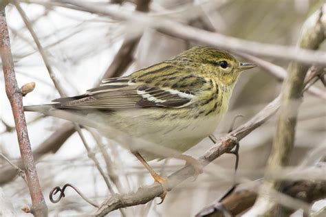 Blackpoll Warbler (female) – Jeremy Meyer Photography