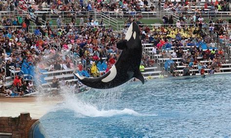 Orca Encounter at SeaWorld San Diego is a Great Show that Still Inspires