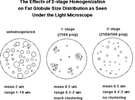 Homogenization Mechanism | Food Science