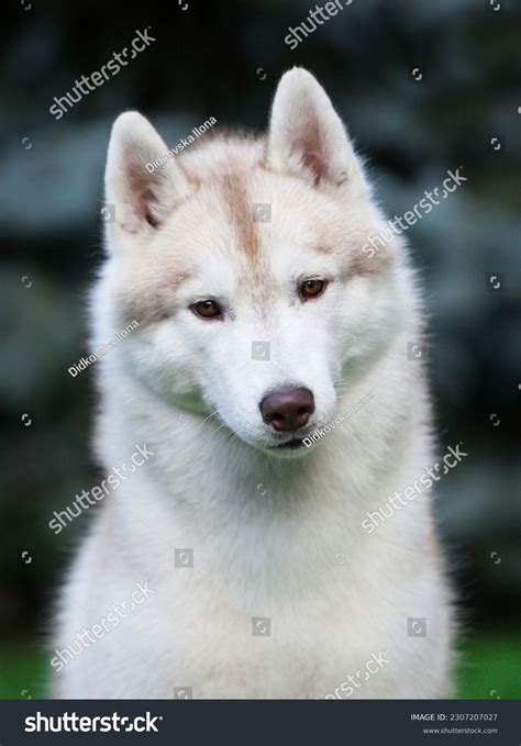 Beautiful Gray Siberian Husky Puppy Park Stock Photo 2307207027 ...