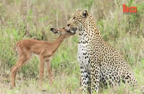 Unusual predator and prey interaction caught on camera.