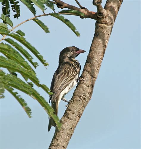 Greater Honeyguide - BirdForum Opus | BirdForum