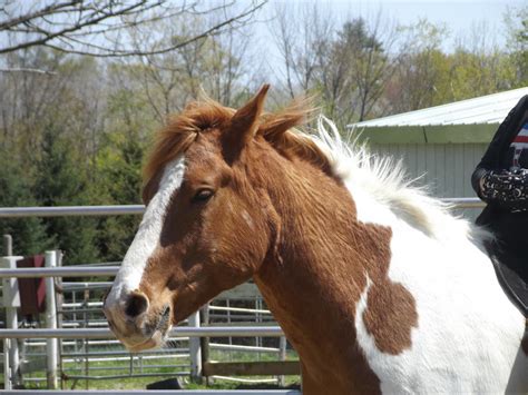 Tobiano Paint Horse by atwee921 on DeviantArt