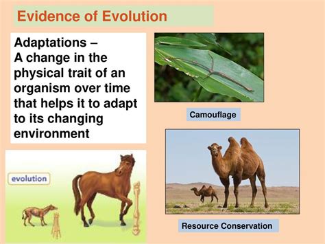 SSA Review 13 – Diversity & Evolution. - ppt download