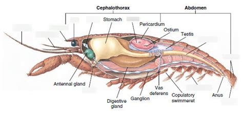 Crayfish Anatomy Diagram | Quizlet