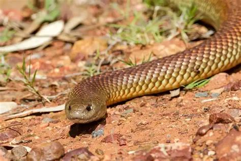 Mulga Snake - Facts, Size, Diet, Pictures - All Animal Facts