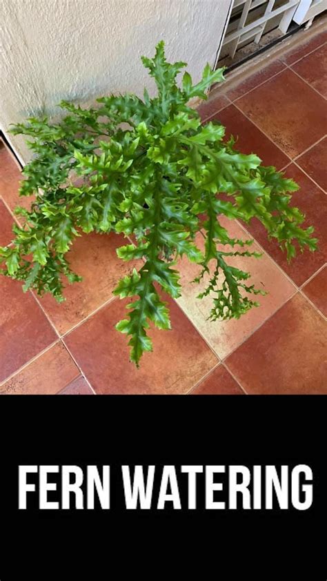 Fern Watering [Video] in 2021 | Plants, Shade garden, Garden design