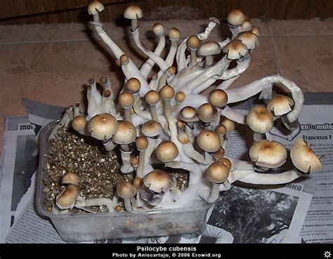 Erowid Plants Vaults : Images : cultivation psilocybe cubensis