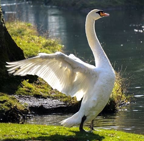 #swan #arundel | Swan, Animals, Birds