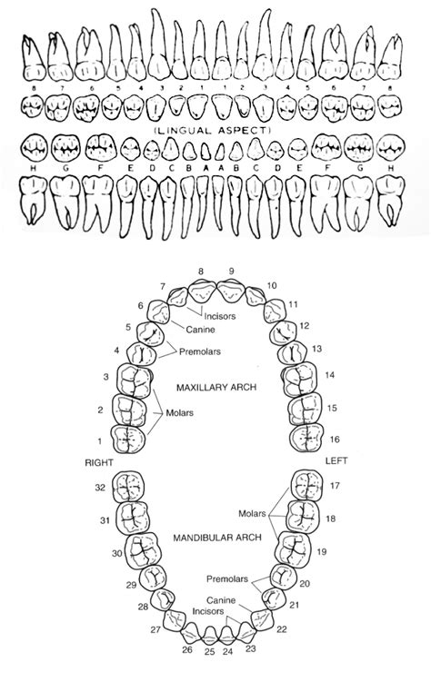 Human teeth diagram | Dental anatomy, Dental hygiene student, Teeth diagram