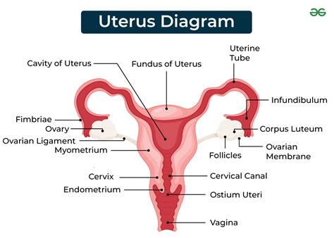 Labeled Diagram of Uterus and Structure - GeeksforGeeks